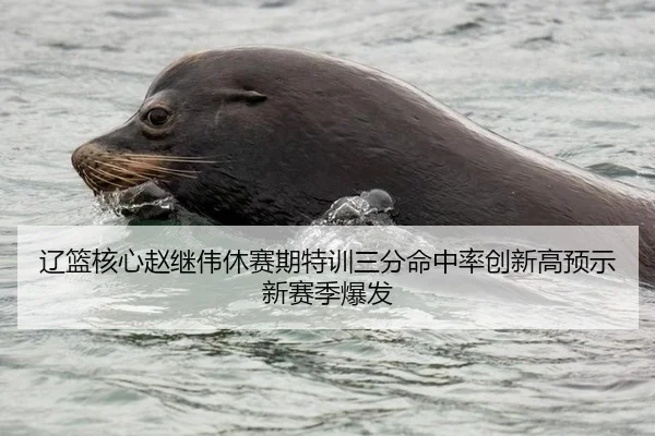 辽篮核心赵继伟休赛期特训三分命中率创新高预示新赛季爆发