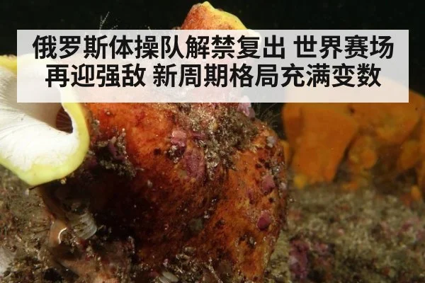 俄罗斯体操队解禁复出 世界赛场再迎强敌 新周期格局充满变数